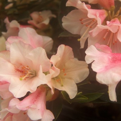  Rhododendron